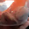 🐀 Патрик и Добрыня 🐁 - @patrick.and.dobryrya - TikTok
