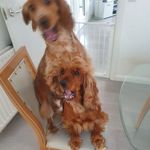 Patrick Docherty - @docherty9929 - Instagram
