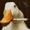 Pat Donato - @patrickdonato24 - TikTok