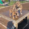 Patrick Dove - @startedfromapack_kennels - TikTok
