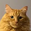 Patrick Drouin - @patrickdrouin0 - TikTok