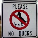 Patrick Duck - @patrick_duck_hates - Instagram