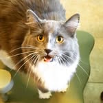 Patrick Dutton - @bigfatpatthecat - Instagram