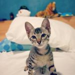 Patrick Eagle - @patrick.eagle.370 - Instagram