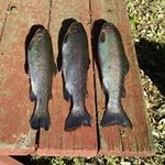 Patrick Elliott - @patrick.elliott.545 - Instagram