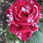 Patrick Fallon - Facebook