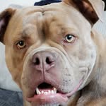 Patrick Faust - @bully_81_ - Instagram