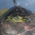 patrick_feher - @turtle_patrick_feher - Instagram