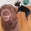 Furgi - @patrickferguson6 - TikTok