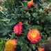 Pat Filer - Facebook