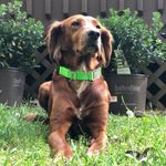 Sir Patrick Finley - @patrick_finley_317 - Instagram