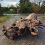Live Edge Timber - @patrickforristal12 - Instagram