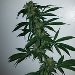 Patrick Fox - @greenfoxfarms420 - Instagram