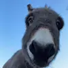 Patrick&friends - @patrickthedonk - TikTok