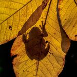 Patrick R Gault - @frogshadow - Instagram