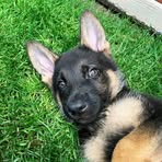 Patrick German Shepherd puppies puppies for adoption - Facebook