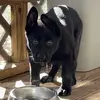 Patrick German Shepherds 🤎🖤 - @patrickgermanshepherds - TikTok