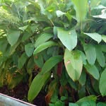 Patrick Germany - @patrick.germany1 - Instagram