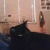 patrickgillis6 - @patrickgillis6 - TikTok