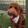 patrickguerra - @barkleysquad - TikTok