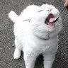 Patrick GUO - @user611133847 - TikTok