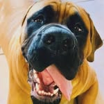 Patrick Halloran - @sirwalterofmtdora - Instagram