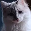 Patrick Halterman - @patrick.halterman - TikTok