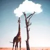 Patrick HaN - @patrick.han26 - TikTok