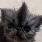 Patrick Harmon - @cheseburbur - Instagram