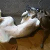 patrickharsha861 - @patrickharsha861 - TikTok