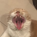 Patrick Healy - @patrickhealyy - Instagram