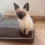 Patrick Heintz - @sissi_siamois_algarve_ - Instagram