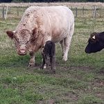 Patrick Herbst - @galloway_aussem_eisenbachtal - Instagram