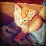 Patrick Heron - @heron6756 - Instagram