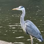 Patrick the Ranelagh Heron - @patrick_ranelagh - Instagram