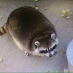Patrick - @patrick_the_real_herp - Instagram