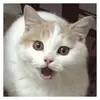 Patrick Hong - @patrickhong95 - TikTok
