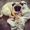 Patrick Hook - @patrickthepug2014 - TikTok