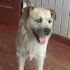 macho. destructor - @patrick.infante - TikTok