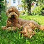 Patrick Jacobsen - @meet_oskar_the_poodle - Instagram