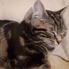 patrickjacquot22 - @patrickjacquot22 - TikTok