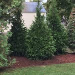 Patrick Johnston - @homesteadlandscapinginc.li - Instagram