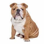 Patrick Karns - @karnsbulldog09 - Instagram