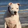 PatrickdeKeiser - @pdekeiser - TikTok