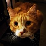 Patrick Kennerly - @biglickbrewer - Instagram