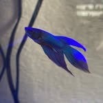 Patrick Kilpatrick - @patrickkilpatrickthefish - Instagram