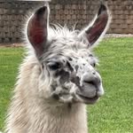 Patrick Kilpatrick - @kilpatrick_patrick - Instagram