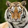 Patrick Kingsley - @patrick.kingsley5 - TikTok