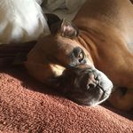 Patrick Kirkpatrick - @patricktheboxerdog - Instagram