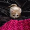 user4733593030265 - @patrick_kissel - TikTok
